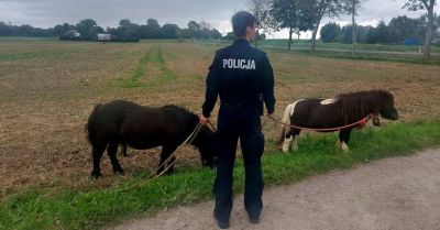 Dwa kuce na jezdni. Policjanci zabezpieczyli zwierzęta